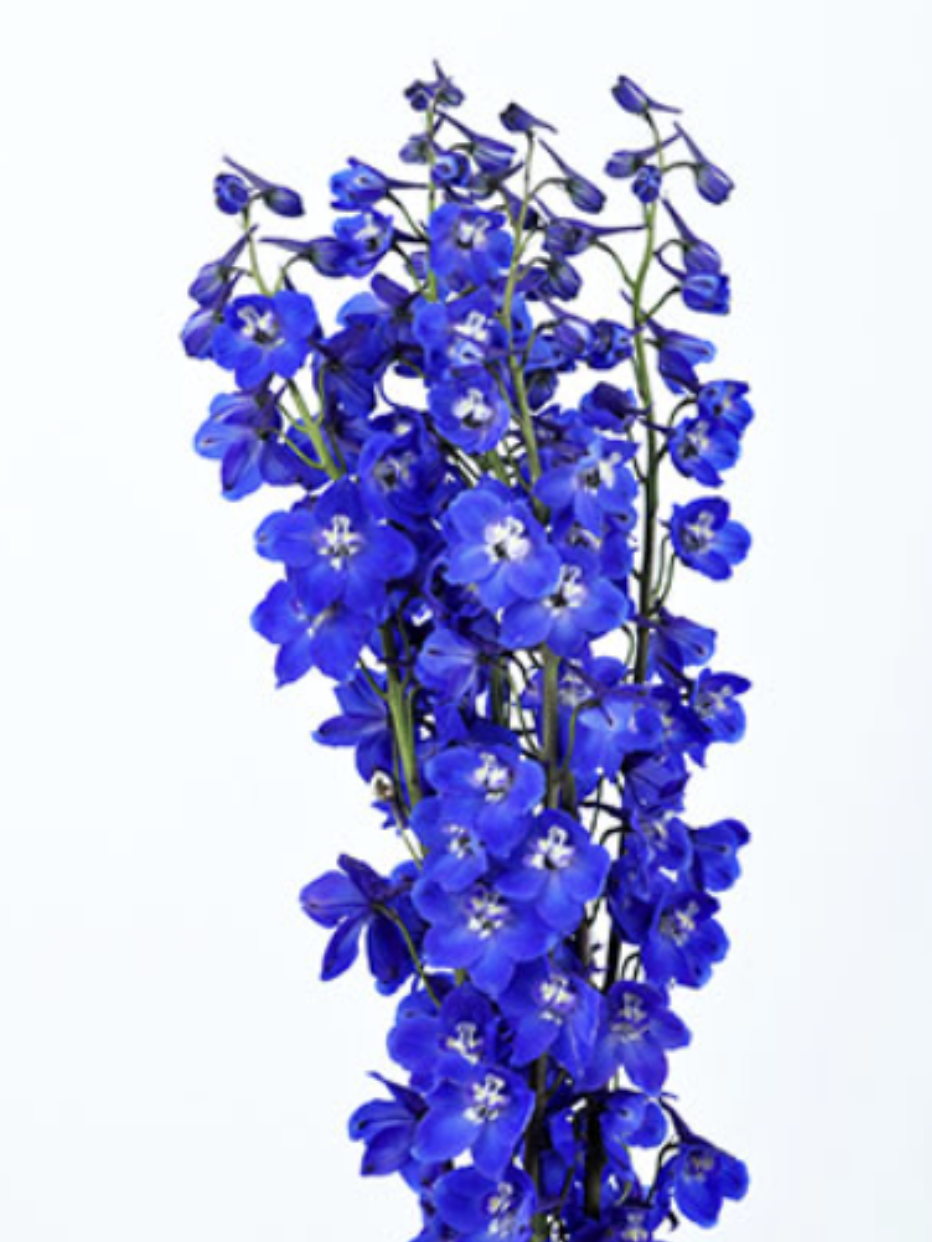 Delphinium (Dark Blue) - 60 cm
